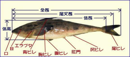 魚の特徴図